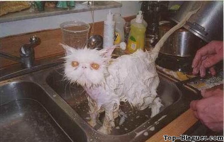 Chat mouill�
