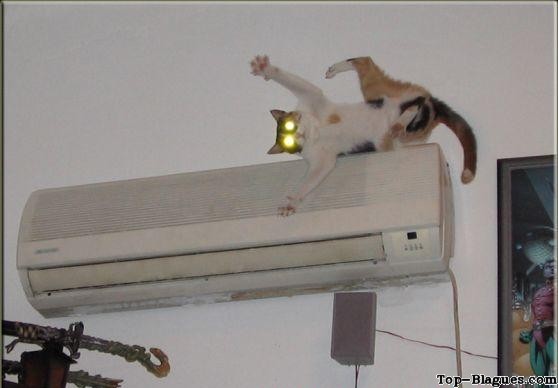 Chat aux supers pouvoirs
