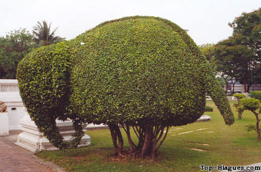 Une haie �l�phant