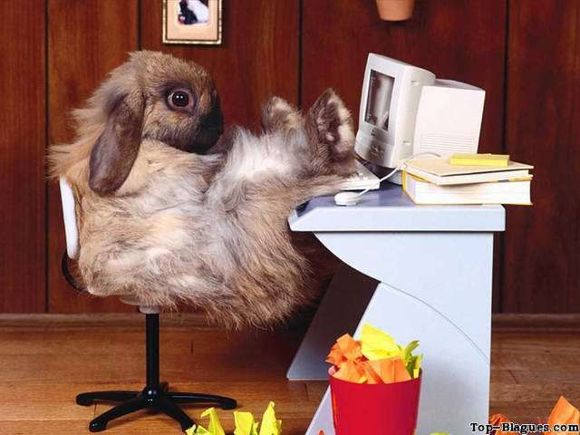 Lapin au bureau