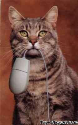 un chat qui ram�ne une souris