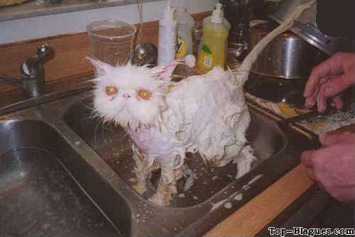 lavage de chat en profondeur