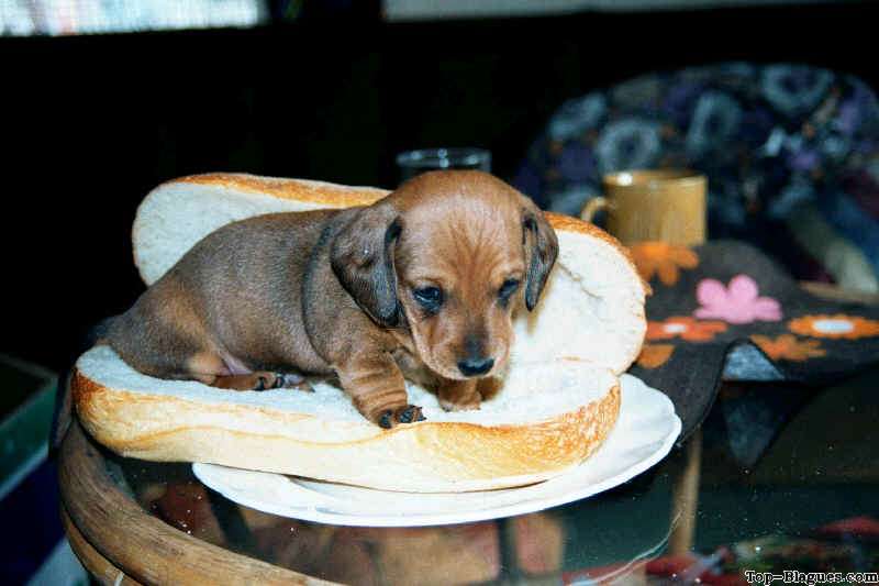 hot dog bien frais