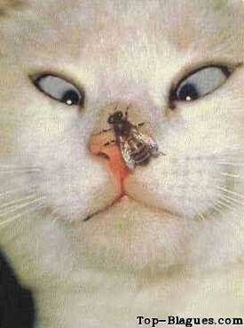 une guepe... c est louche