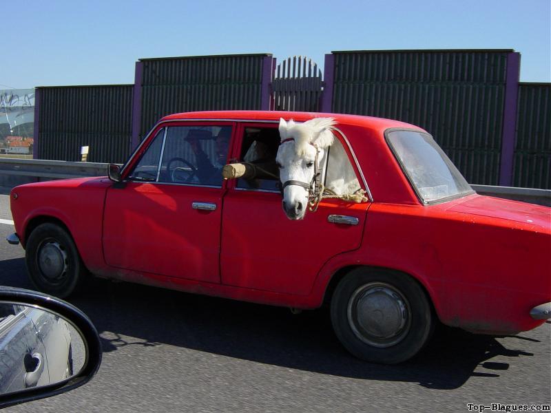 transport de cheval