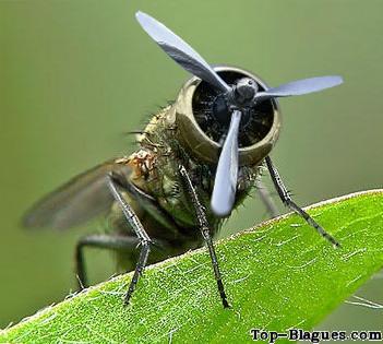 La mouche