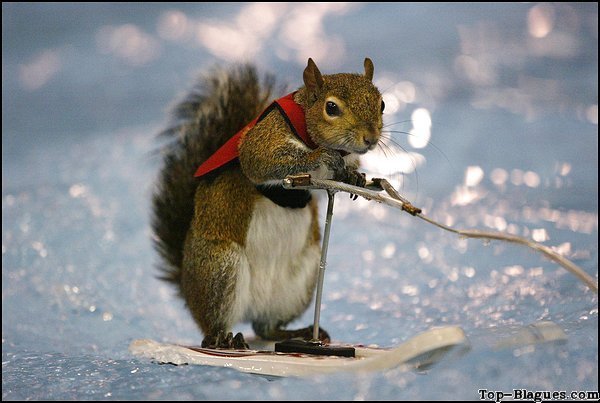 écureuil à ski