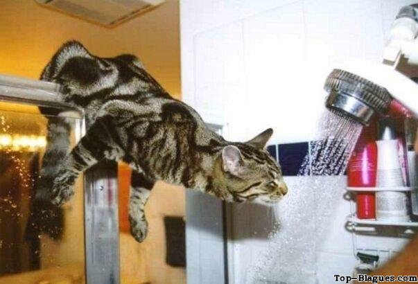 chat échaudé...