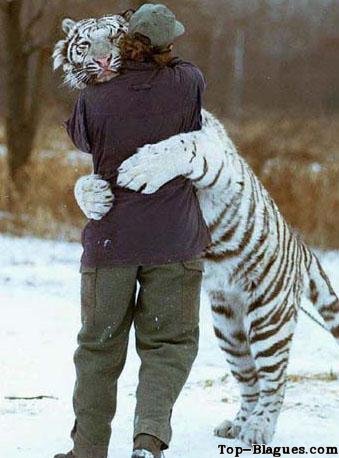 calin avec un tigre blanc