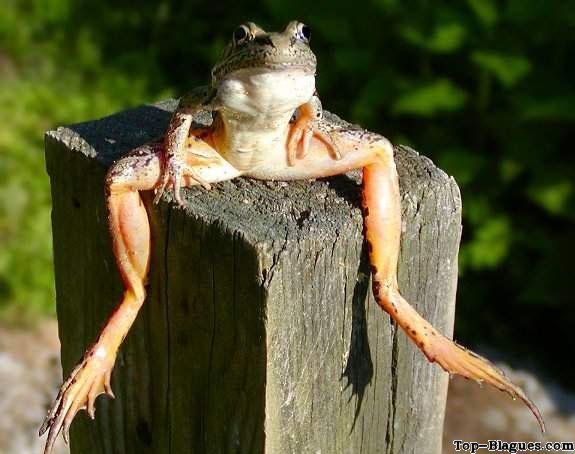 grenouille d�tendue