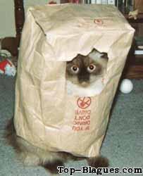 chat honteux