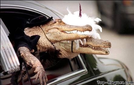 soir�e mondaine pour crocodiles