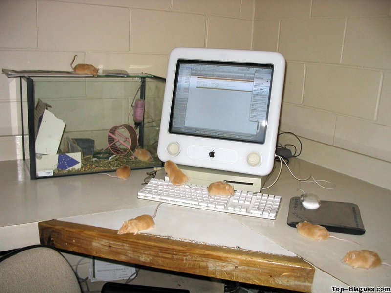 Invasion de hamsters