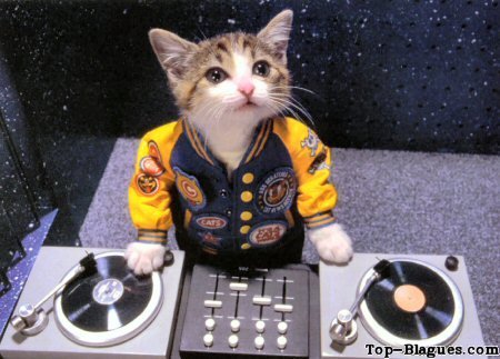 DJ Cat'