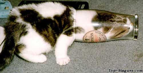 chat dans un verre