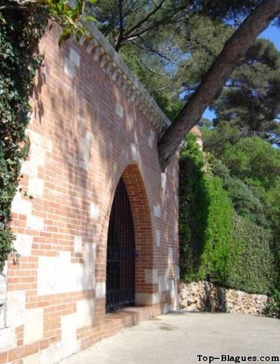 arbre qui sort du mur