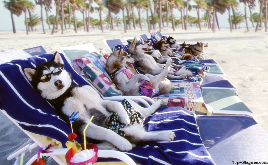 Chiens en vacances