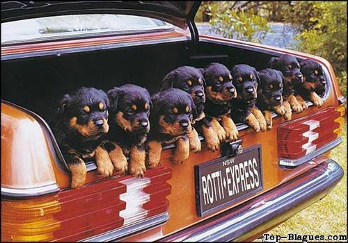 Chiots nombreux
