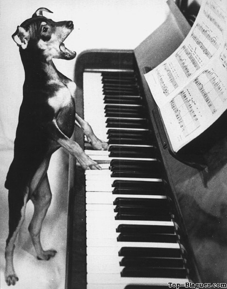 Chien chanteur