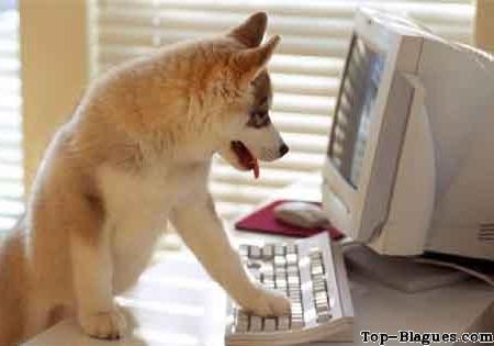 Commande de croquettes en ligne.