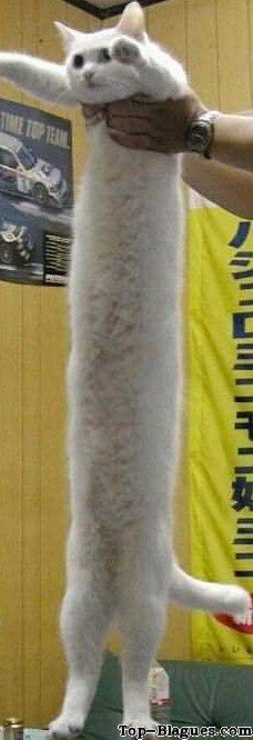 Super long ce chat