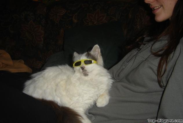 Un chat qui fait sa star
