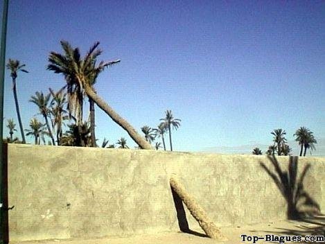 un palmier � travers un mur