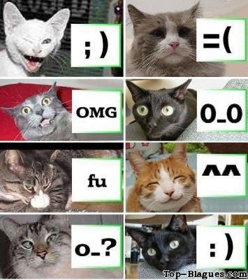 les smileys vus par les chats