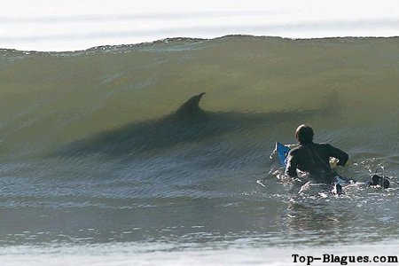 surf avec un requin