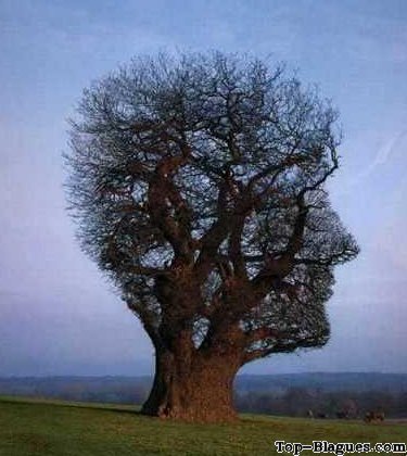 l'arbre tête