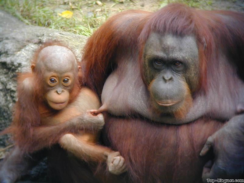 Singe obs�d�