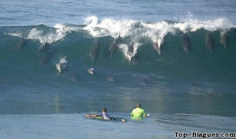 banc de dauphins