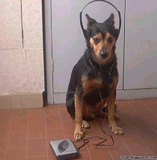 chien mélomane