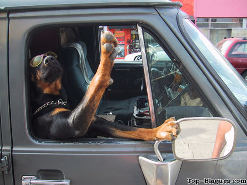 chien d�tendu