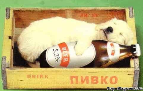 chiot et bière