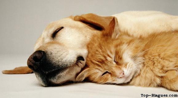 s'entre comme chien et chat