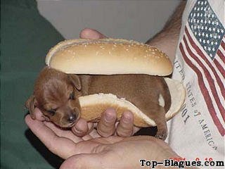 Le vrai hot dog