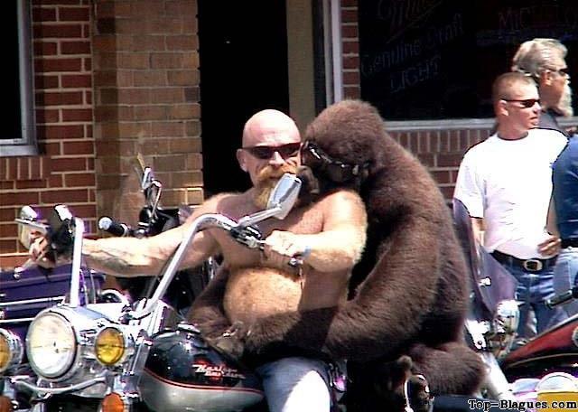 deux gorilles sur une moto