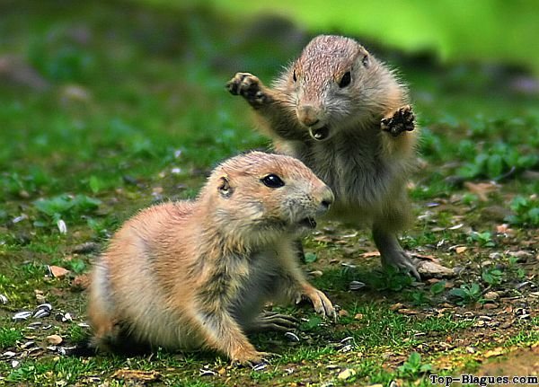 Cadre photo en résine : marmottes amoureuses