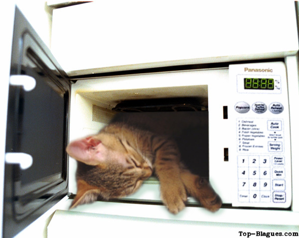 chat au micro-ondes