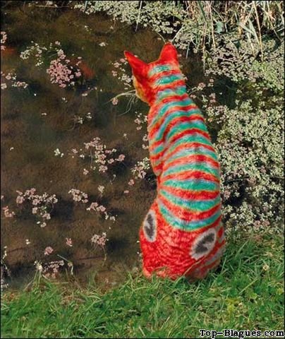 Un caméléchat !