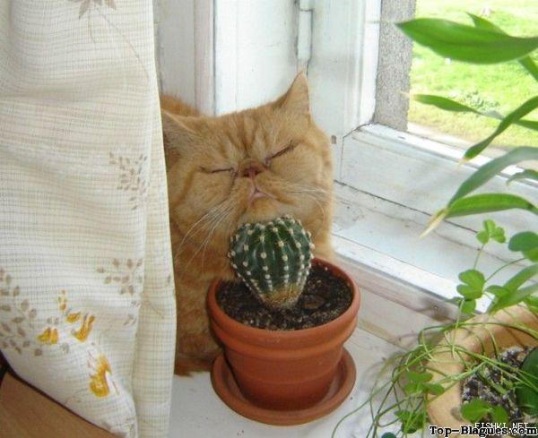 chat maso