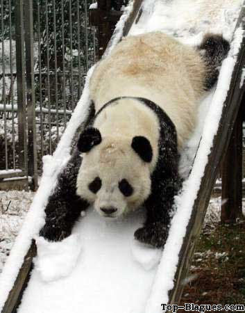 Un panda qui fait du tobogan !