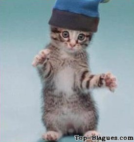 Chaton rappeur