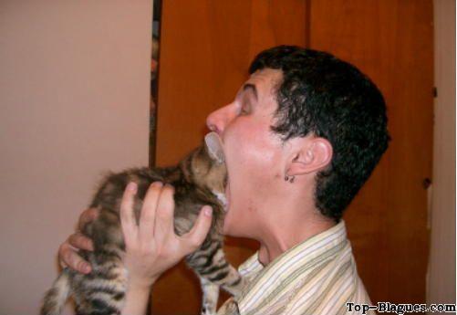 bouffage de chat