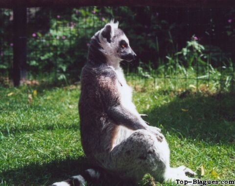 Animal qui fait de la relaxation