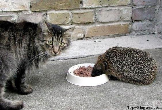 Un hérisson mange dans la gamelle d'un chat