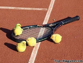 Des poussins qui ressemblent a des balles de tennis !