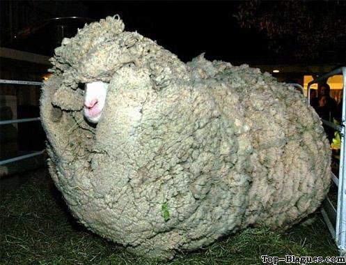 Un mouton bien cach�