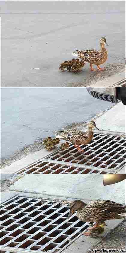 Disparition soudaine de poussins !